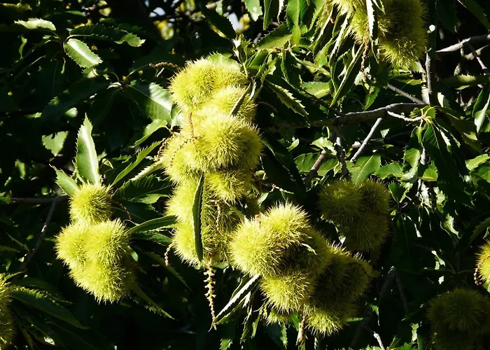 Appartement Mar De Nubes Ii Entre El Valle Del Jerte Y La Vera *