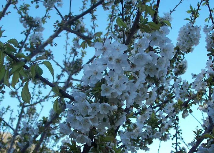 Mar De Nubes Ii Entre El Valle Del Jerte Y La Vera * Piornal